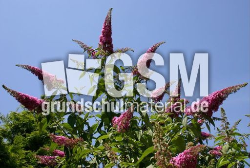 Sommerflieder-1.jpg